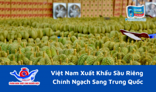 Việt Nam Xuất Khẩu Sầu Riêng Chính Ngạch Sang Trung Quốc