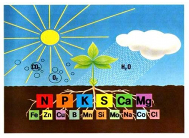 DINH DƯỠNG KHOÁNG Ở CÂY TRỒNG