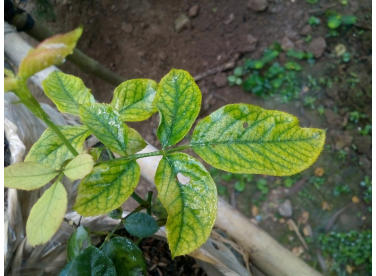 KIẾN THỨC CƠ BẢN VỀ DINH DƯỠNG DÀNH CHO CÂY