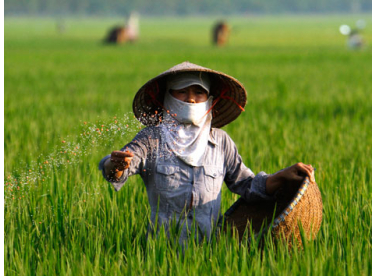 Phân bón là gì? Tầm quan trọng của phân bón đối với sự phát triển của cây trồng