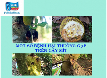 MỘT SỐ BỆNH HẠI TRÊN THƯỜNG GẶP TRÊN CÂY MÍT