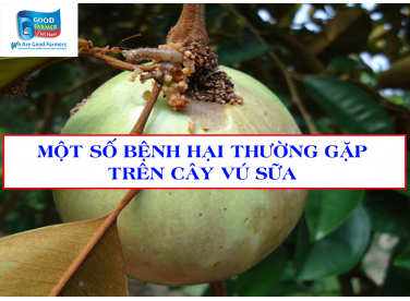 MỘT SỐ BỆNH HẠI THƯỜNG GẶP TRÊN CÂY VÚ SỮA
