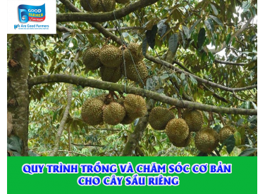 QUY TRÌNH TRỒNG VÀ CHĂM SÓC CƠ BẢN CHO CÂY SẦU RIÊNG