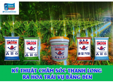 KỸ THUẬT CHĂM SÓC THANH LONG RA HOA TRÁI VỤ BẰNG ĐÈN