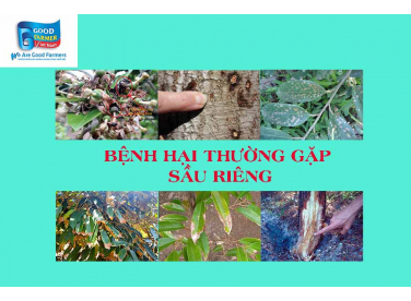 MỘT SỐ BỆNH HẠI THƯỜNG GẶP TRÊN CÂY SẦU RIÊNG
