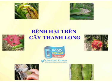 MỘT SỐ BỆNH HẠI TRÊN CÂY THANH LONG