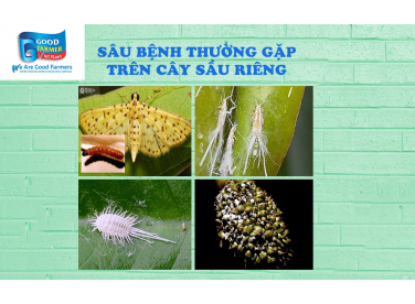 MỘT SỐ SÂU HẠI THƯỜNG GẶP TRÊN CÂY SẦU RIÊNG