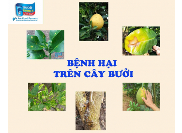 MỘT SỐ BỆNH HẠI THƯỜNG GẶP TRÊN CÂY BƯỞI