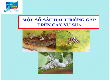 MỘT SỐ SÂU BỆNH THƯỜNG GẶP TRÊN CÂY VÚ SỮA