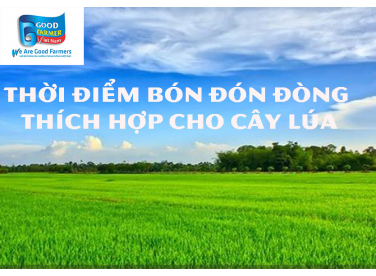 THỜI ĐIỂM BÓN ĐÓN ĐÒNG THÍCH HỢP CHO CÂY LÚA