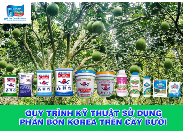 QUY TRÌNH KỸ THUẬT SỬ DỤNG PHÂN BÓN KOREA TRÊN CÂY BƯỞI
