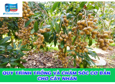 QUY TRÌNH TRỒNG VÀ CHĂM SÓC CƠ BẢN CHO CÂY NHÃN