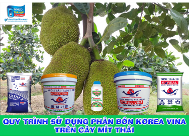 QUY TRÌNH SỬ DỤNG PHÂN BÓN KOREA VINA TRÊN CÂY MÍT