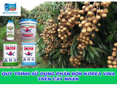 QUY TRÌNH SỬ DỤNG PHÂN BÓN KOREA VINA TRÊN CÂY NHÃN