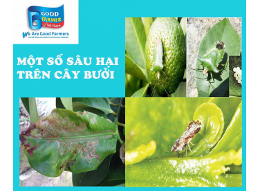 MỘT SỐ SÂU HẠI THƯỜNG GẶP TRÊN CÂY BƯỞI