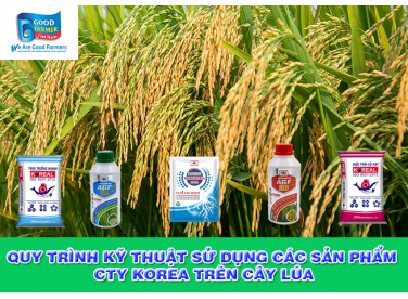 QUY TRÌNH SỬ DỤNG CÁC SẢN PHẨM CTY KOREA TRÊN CÂY LÚA