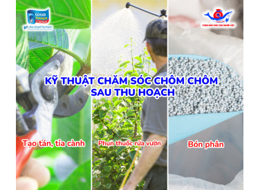 Kỹ Thuật Phục Hồi Chôm Chôm Sau Thu Hoạch