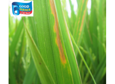 Các giải pháp tối ưu phòng trừ bệnh cháy bìa lá cho cây