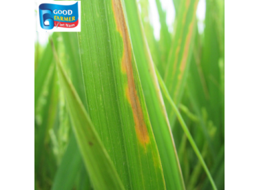 Các giải pháp tối ưu phòng trừ bệnh cháy bìa lá cho cây