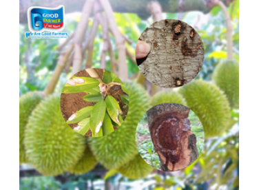 Bệnh Thường Gặp Trên Cây Sầu Riêng Vào Mùa Mưa