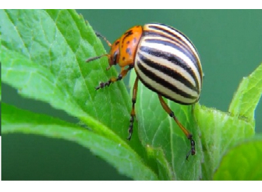 Bọ cánh cứng khoai tây