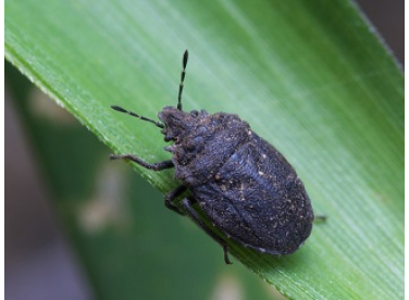 Bọ xít đen hại lúa