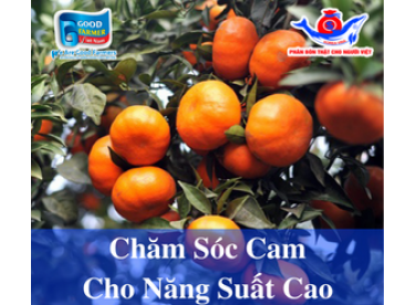 KỸ THUẬT TRỒNG VÀ CHĂM SÓC CAM CHO NĂNG SUẤT CAO