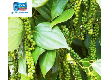 TẠI SAO PHẢI BÓN VÔI CHO CÂY HỒ TIÊU