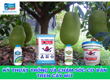 KỸ THUẬT TRỒNG VÀ CHĂM SÓC CƠ BẢN TRÊN CÂY MÍT