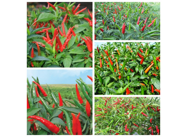 KIẾN THỨC CƠ BẢN VỀ ỚT Ở CHO NGƯỜI NÔNG DÂN THAM KHẢO 