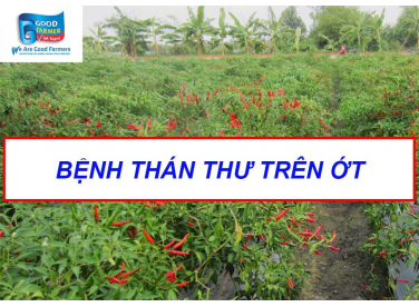 BỆNH THÁN THƯ TRÊN ỚT