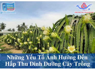 NHỮNG YẾU TỐ ẢNH HƯỞNG ĐẾN HẤP THU DINH DƯỠNG CỦA CÂY TRỒNG