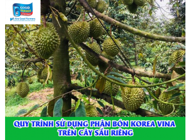 QUY TRÌNH SỬ DỤNG PHÂN BÓN KOREA VINA TRÊN CÂY SẦU RIÊNG