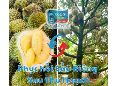 "Bí Kíp" Phục Hồi Vườn Sầu Riêng Sau Thu Hoạch