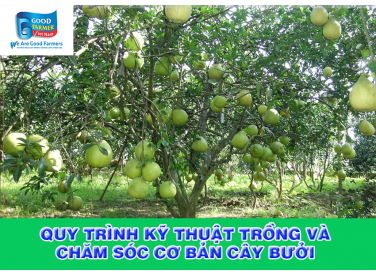 QUY TRÌNH KỸ THUẬT TRỒNG VÀ CHĂM SÓC CƠ BẢN CÂY BƯỞI