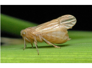 Rầy nâu hại lúa