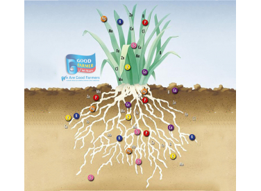 NHU CẦU DINH DƯỠNG THIẾT YẾU CHO CÂY TRỒNG LÀ GÌ?