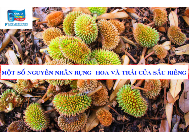 MỘT SỐ NGUYÊN NHÂN RỤNG HOA VÀ TRÁI CỦA SẦU RIÊNG
