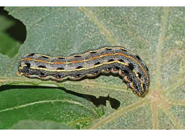 Các loại sâu rau ăn lá, cách phòng tránh và loại trừ