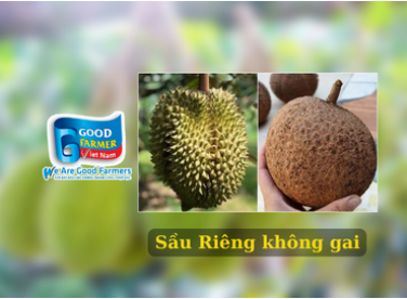 Kỳ Lạ... Sầu Riêng Không Gai Indonesia