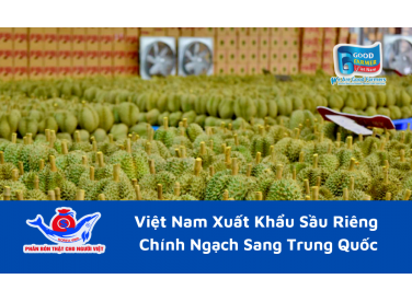 Việt Nam Xuất Khẩu Sầu Riêng Chính Ngạch Sang Trung Quốc