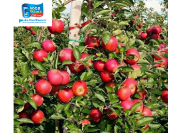 TRỪ RỆP SÁP TRÊN CÂY TÁO