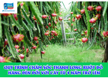 QUY TRÌNH CHĂM SÓC THANH LONG RUỘT ĐỎ HÀNG ĐÈN ĐỐI VỚI CÂY TỪ 4 NĂM TRỞ LÊN