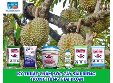 KỸ THUẬT CHĂM SÓC CÂY SẦU RIÊNG TRONG TỪNG GIAI ĐOẠN