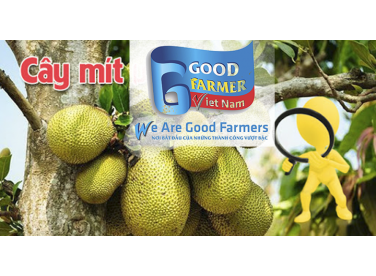 KỸ THUẬT TRỒNG CÂY MÍT NĂNG SUẤT CAO