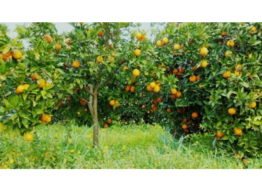 Những loại cỏ nên giữ trong vườn và cách quản lý cỏ