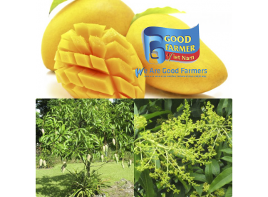 KỸ THUẬT TRỒNG VÀ CHĂM SÓC CÂY XOÀI