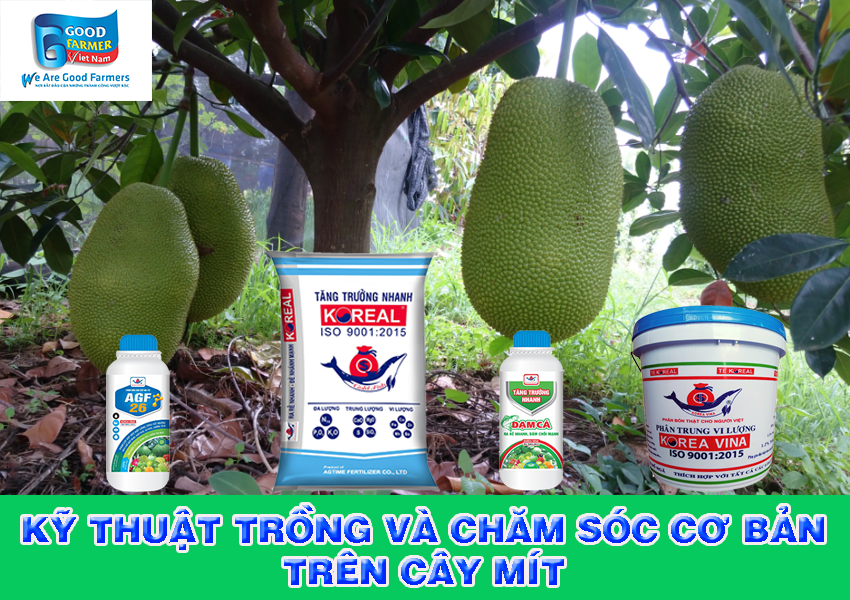 KỸ THUẬT TRỒNG VÀ CHĂM SÓC CƠ BẢN TRÊN CÂY MÍT