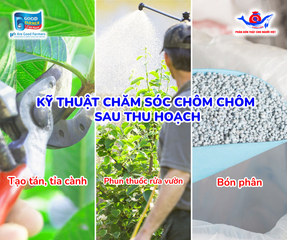 Kỹ Thuật Phục Hồi Chôm Chôm Sau Thu Hoạch